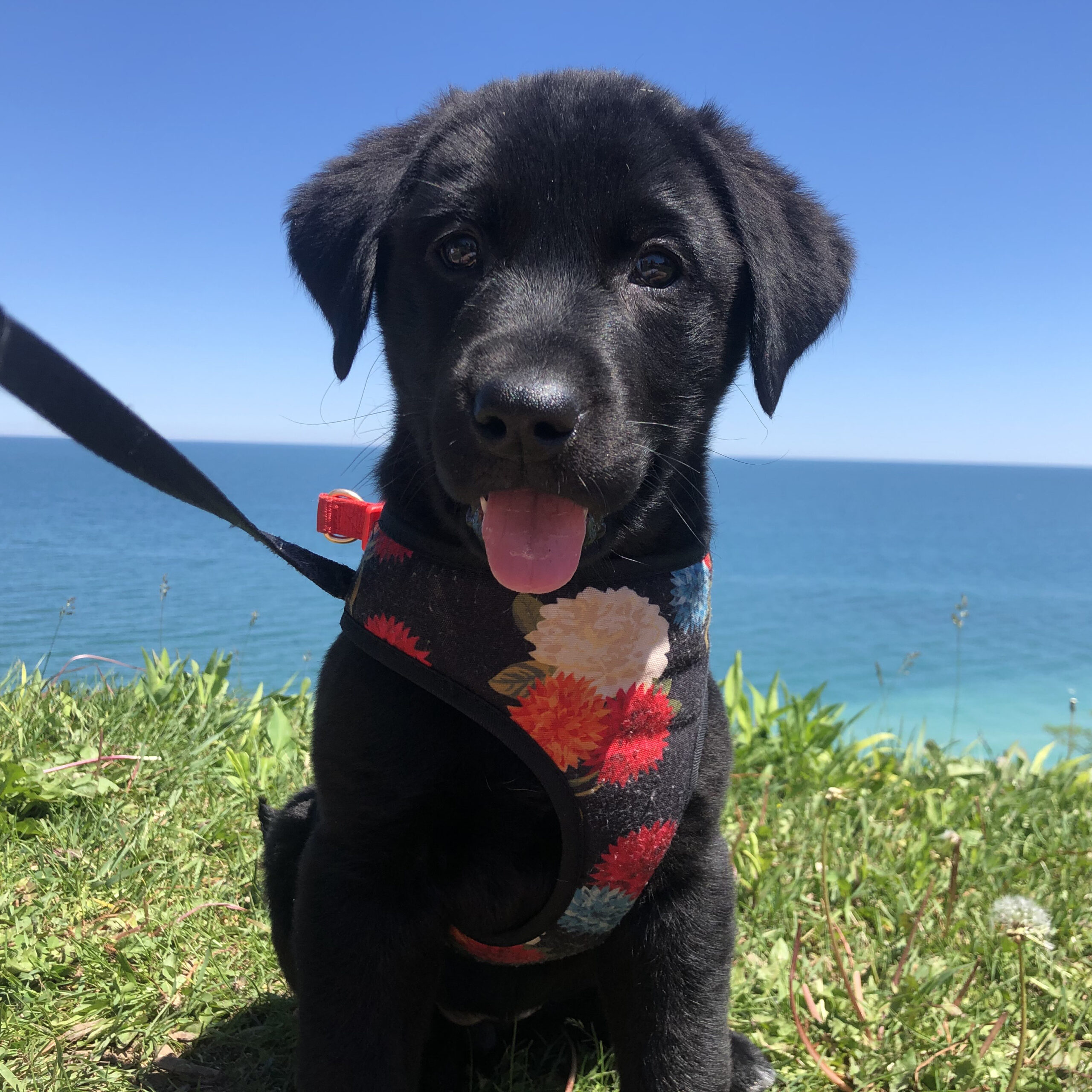 Kate Stendler's black lab/Pyrenees mix dog Betty when she was a puppy. 