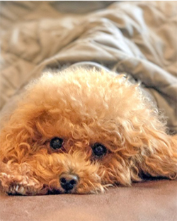 Mila the teacup maltipoo