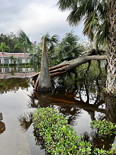 tree uprooted from storm